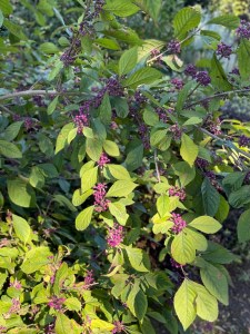 Callicarpa bodinieri Profusion, QMG 24 September 2021