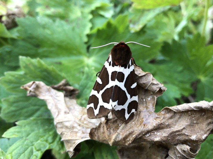 Garden tiger moth on the curled up leaves of Japanese anemone