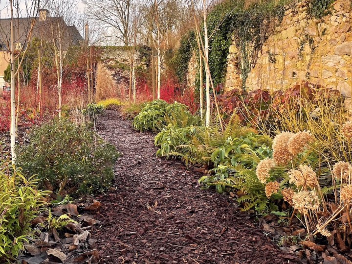 Birch walk in winter, with white bark and red-stemmed dogwood