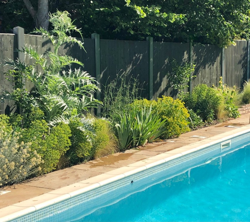 Lush planting along swimming pool