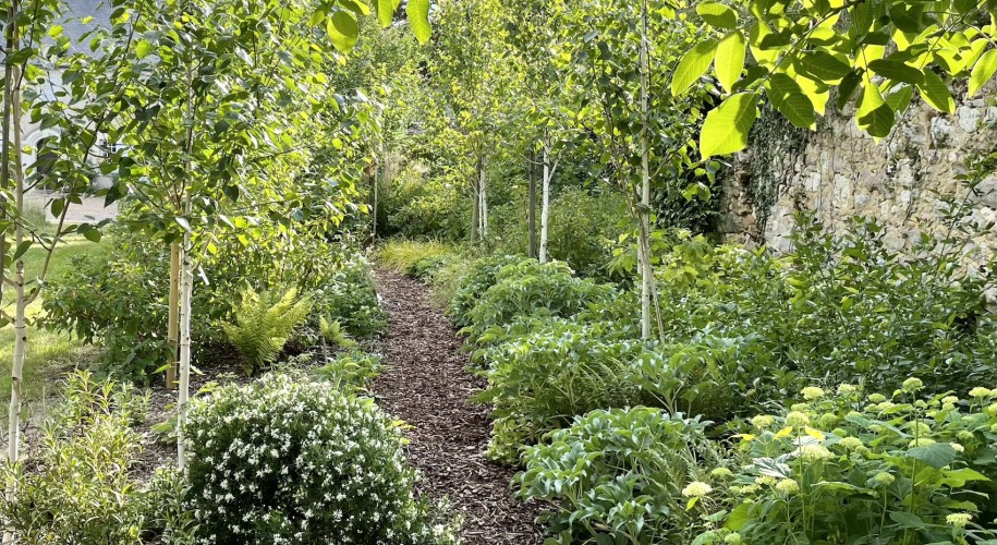 Woodland walk in the spring