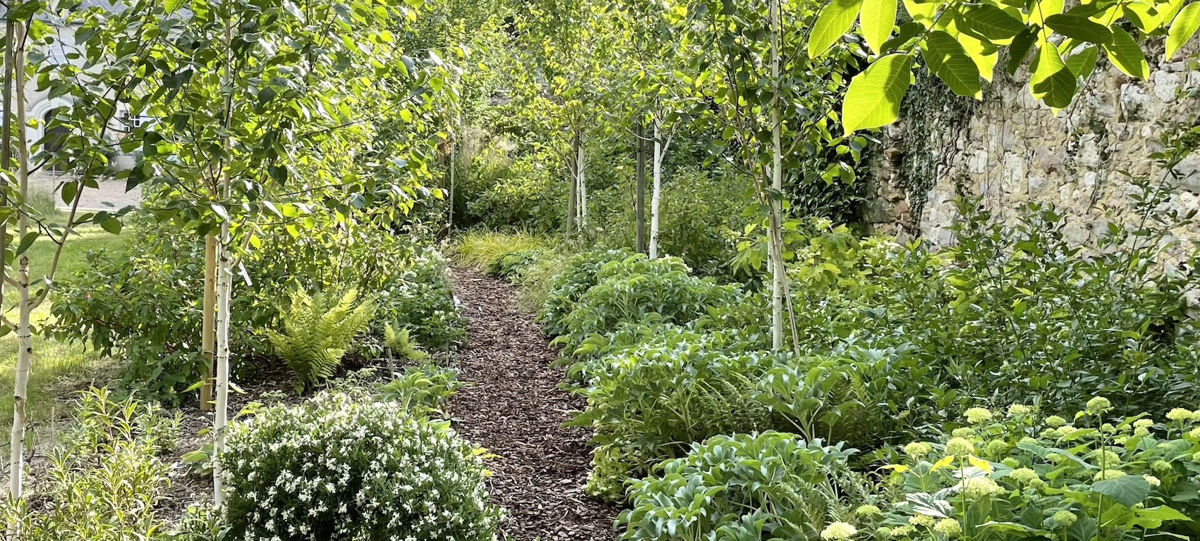 Woodland walk in the spring