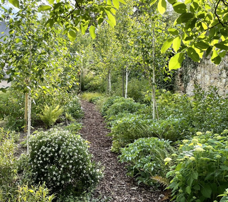 Woodland walk in the spring