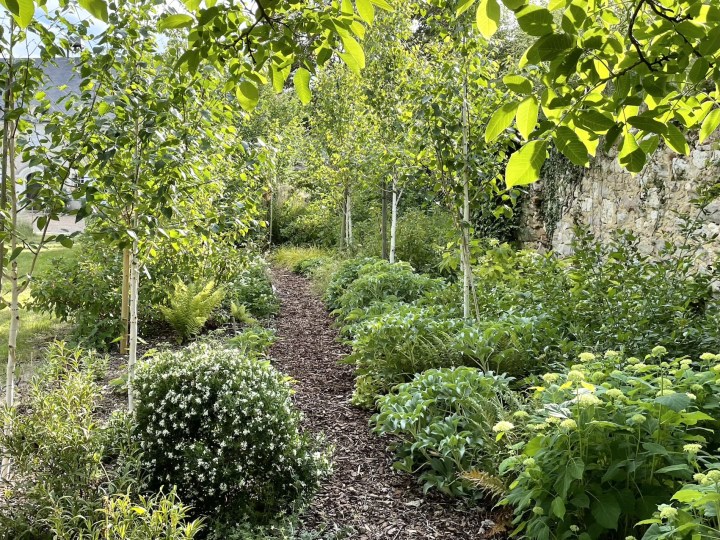 Woodland walk in the spring