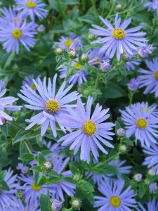 Aster x frikartii 'Mönch' (c) Beth Chatto