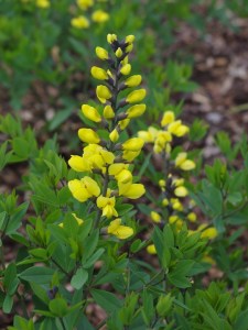 Baptisia 'Lemon Meringue' (c) Beth Chatto
