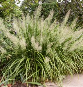 Calamagrostis brachytricha (c) Stone House Nurseries