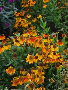 Helenium 'Sahin's Early Flowerer' (c) Beth Chatto