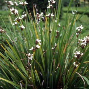 Libertia chilensis (c) Claire Austin