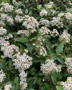 Olearia macrodonta (c) TressAndShrubsOnline
