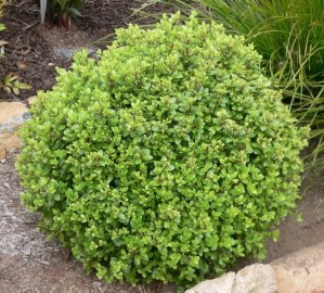Pittosporum tenuifolium 'Golf Ball' (c) The Plant Store (NZ)