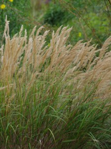 Stipa calamagrostis (c) Beth Chatto