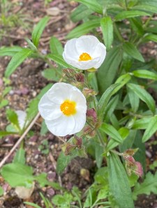 Cistus oblongifolius