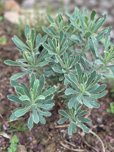 Euphorbia 'White Swan'