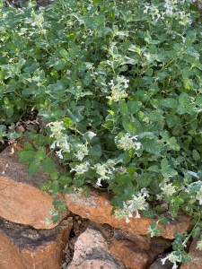 Nepeta fassenii 'Alba'