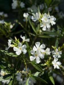 Nerium oleander 'Album'