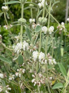 Phlomis purpurea 'Alba'