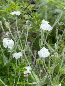 Lychnis coronaria 'Alba'