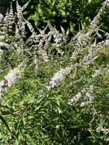 Vitex agnus-castus 'Albus'