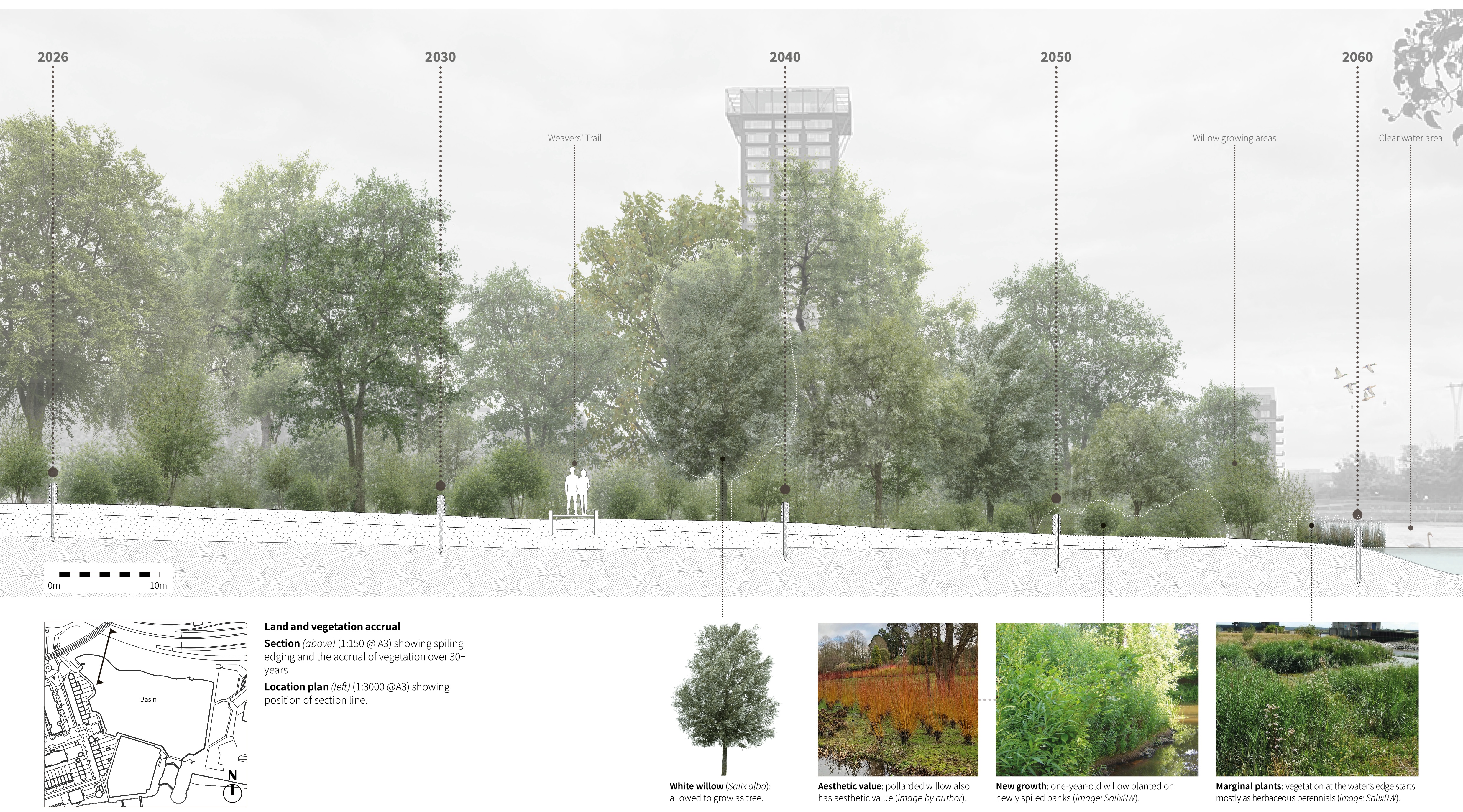 Spiling, using stems from locally grown trees, will help retain silt and encourage ground and vegetation expansion.